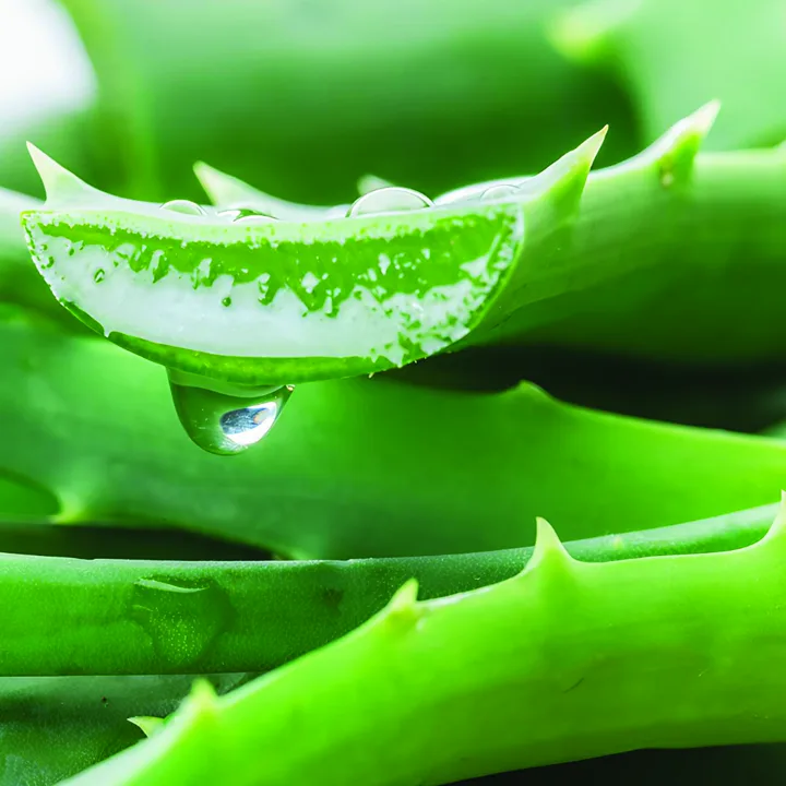 Aloe fragrance ingredient