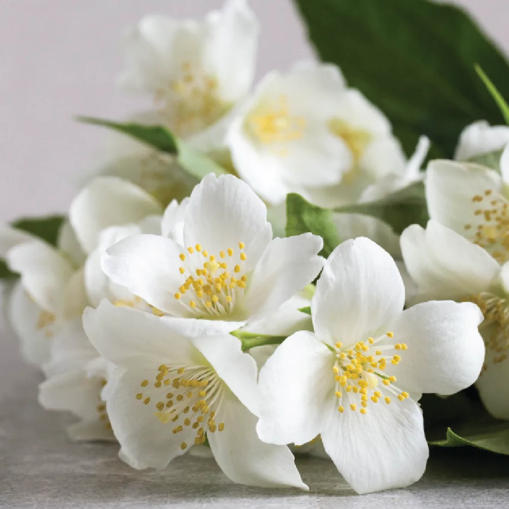Jasmine fragrance ingredient