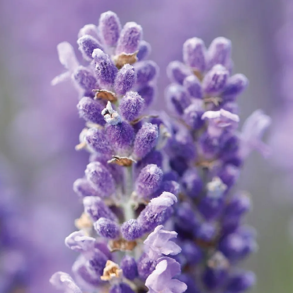 Lavender fragrance ingredient