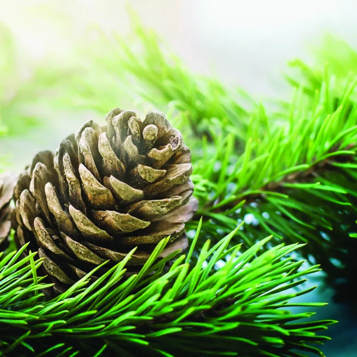 Pine fragrance ingredient
