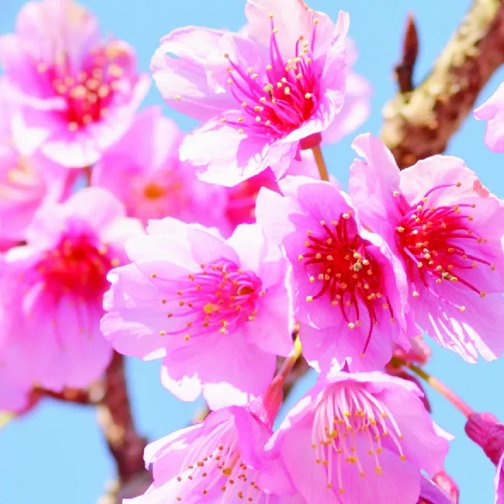 Sakura fragrance ingredient