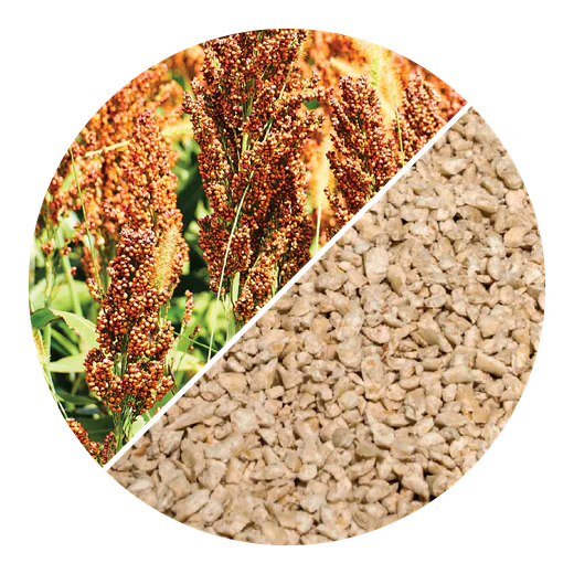 Sorghum grass and plant-based cat litter granules